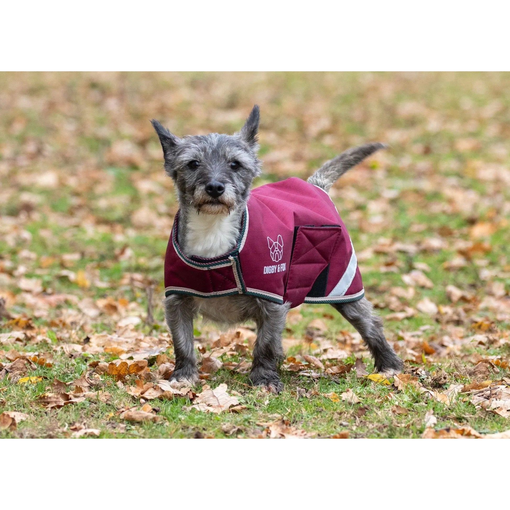 Shires Digby Fox Waterproof Dog Coat