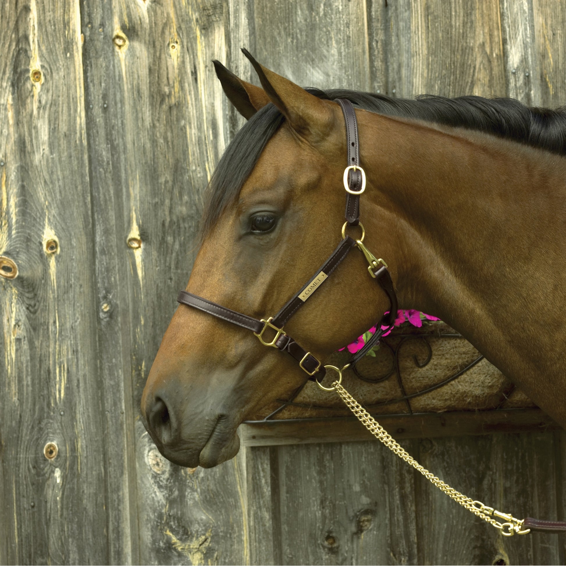 Perri's Personalized 3/4" Premium Show Halter