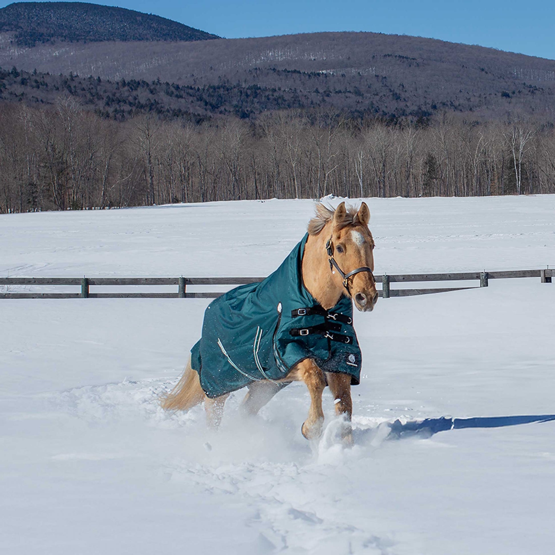 Equinavia Arktis Extended Neck Heavy Weight Turnout Blanket 300g