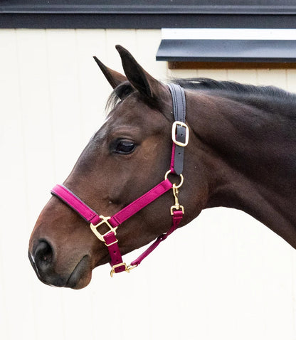 Intrepid Premium Nylon Breakaway Halter with Padded Crown/Nose