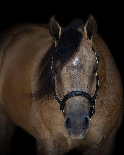 Perris Leather Turnout Halter