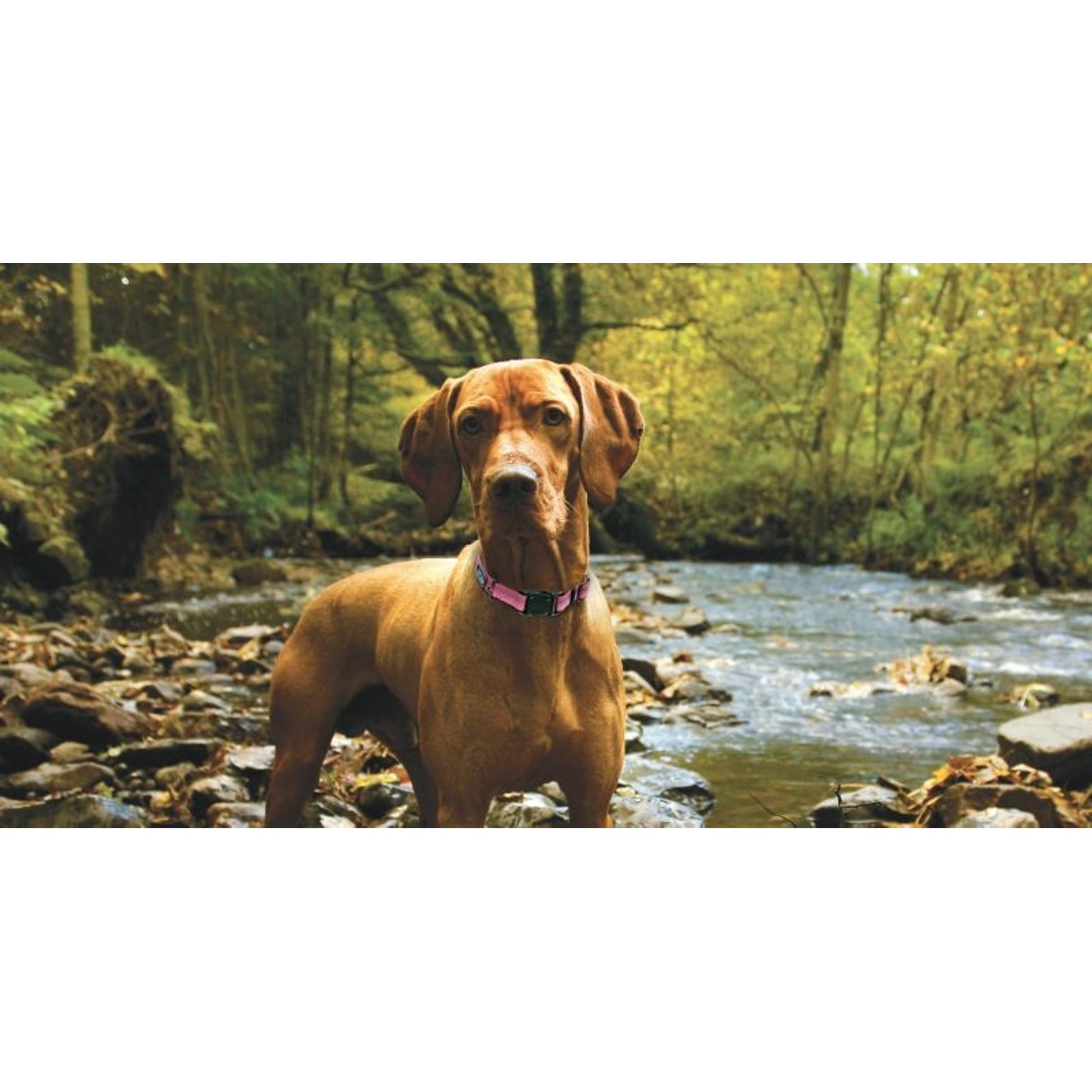 K9 Explorer Reflective Dog Collar