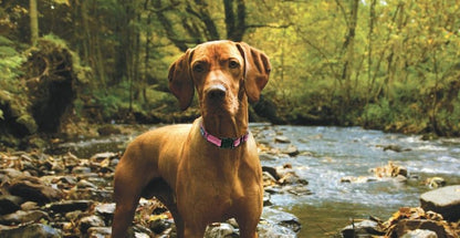 K9 Explorer Reflective Dog Collar