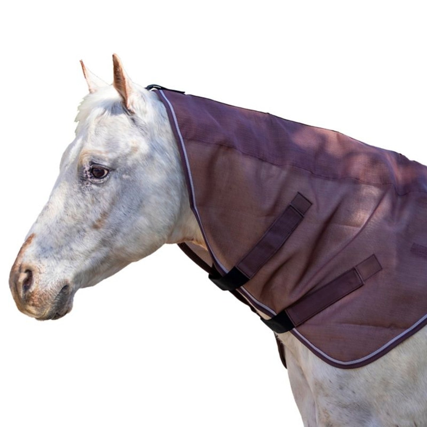 TE001080_SOR_01.jpg