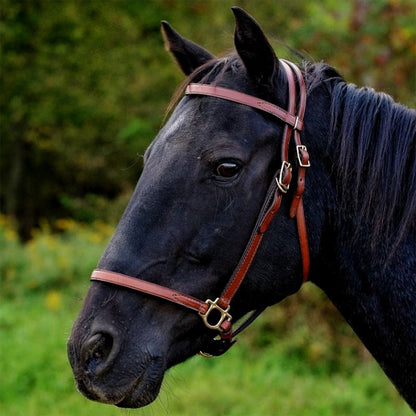 Tory Halter Trail Bridle