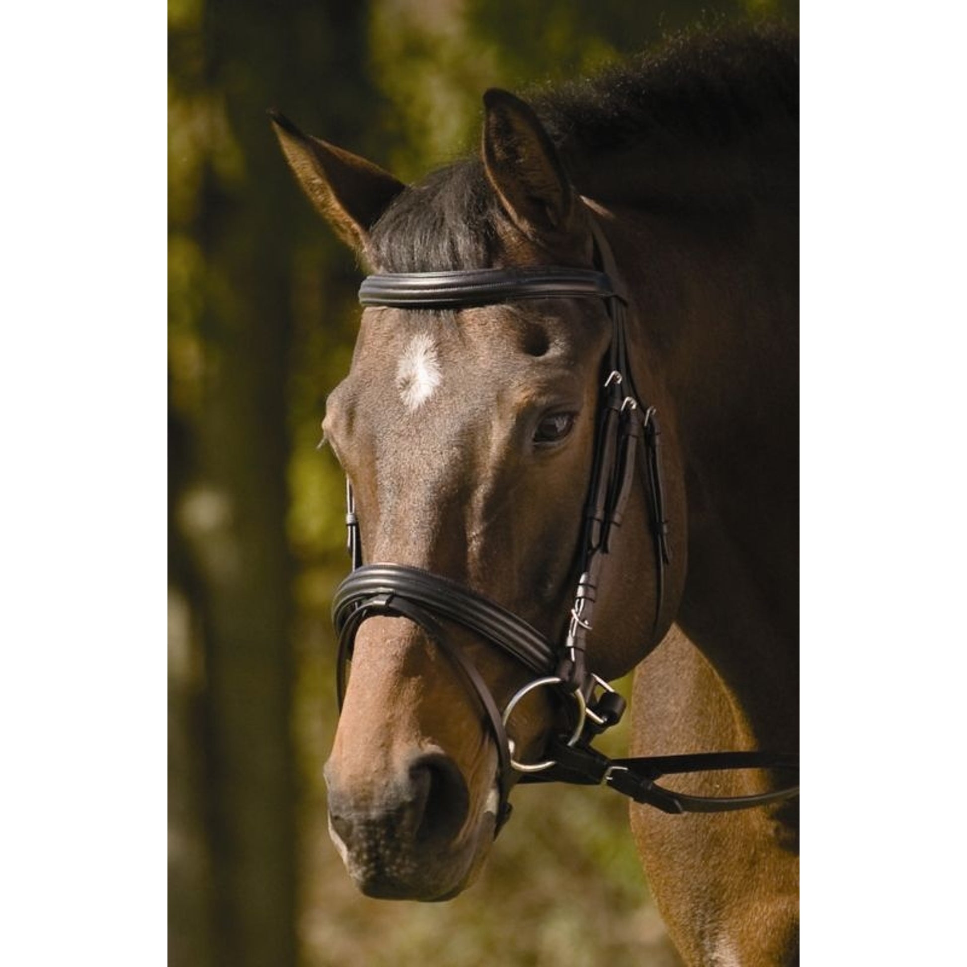 HDR Raised Padded Dressage Bridle