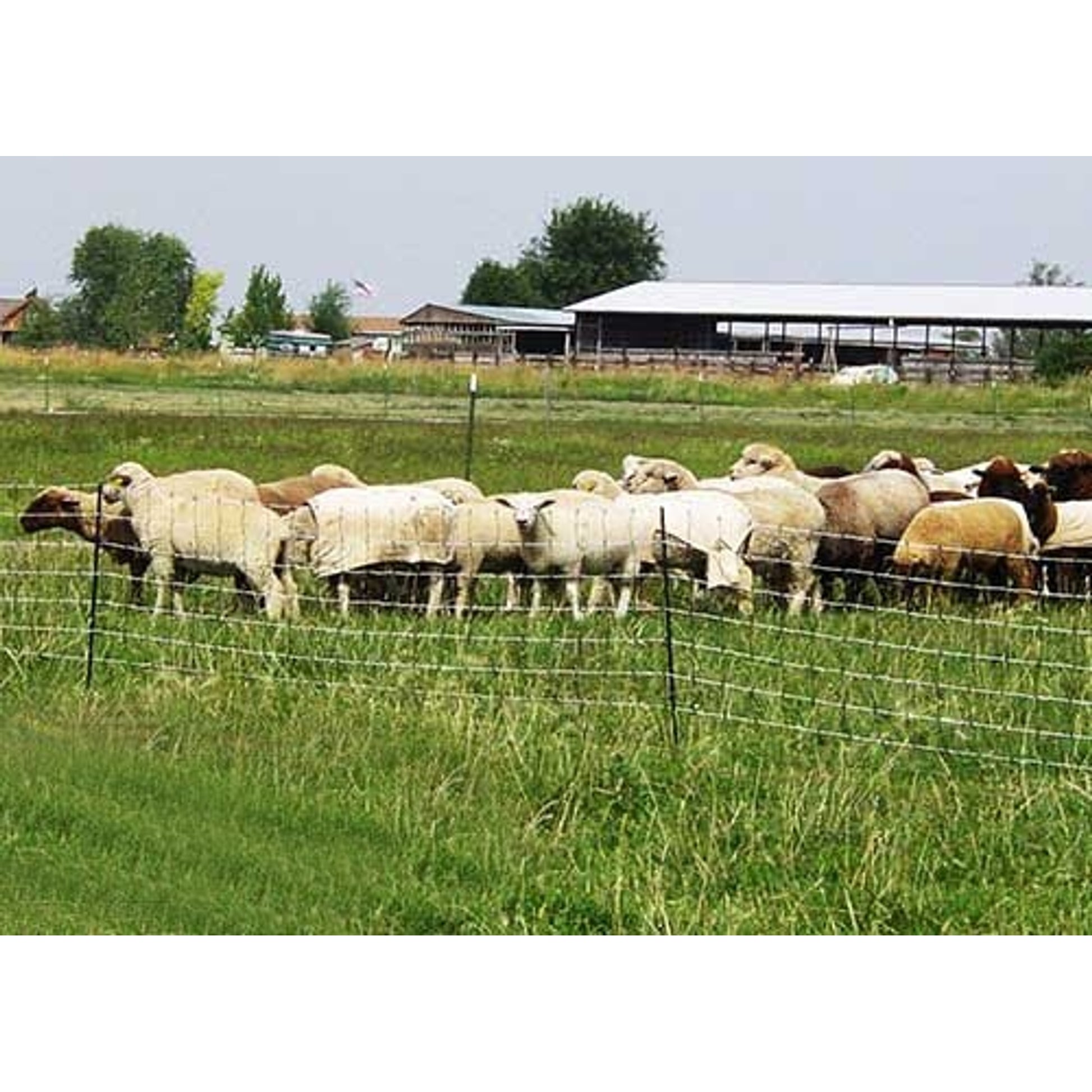 Electric Sheep Netting