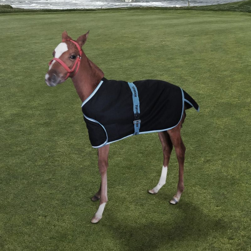 Foal