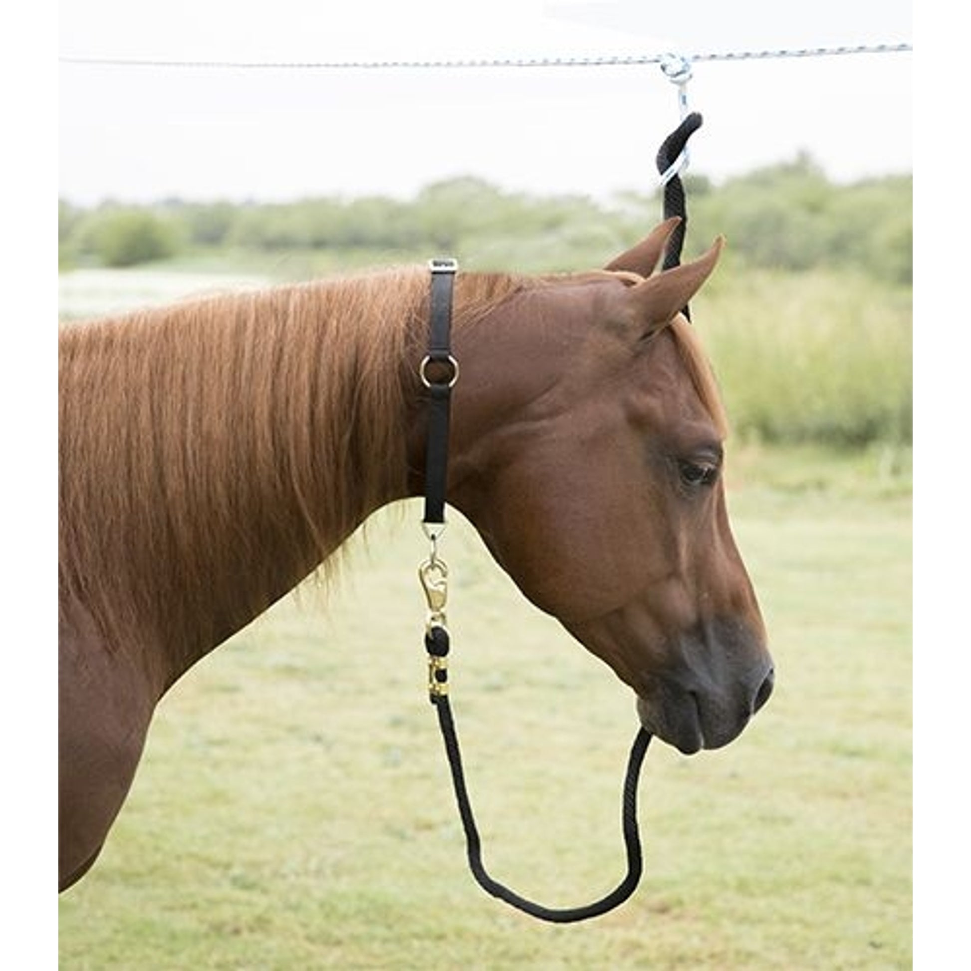 Mustang Neck Collar