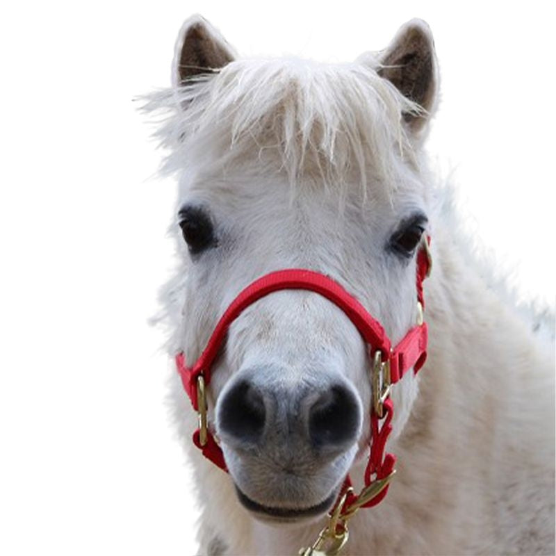 Ozark Mini Premium Nylon Halter