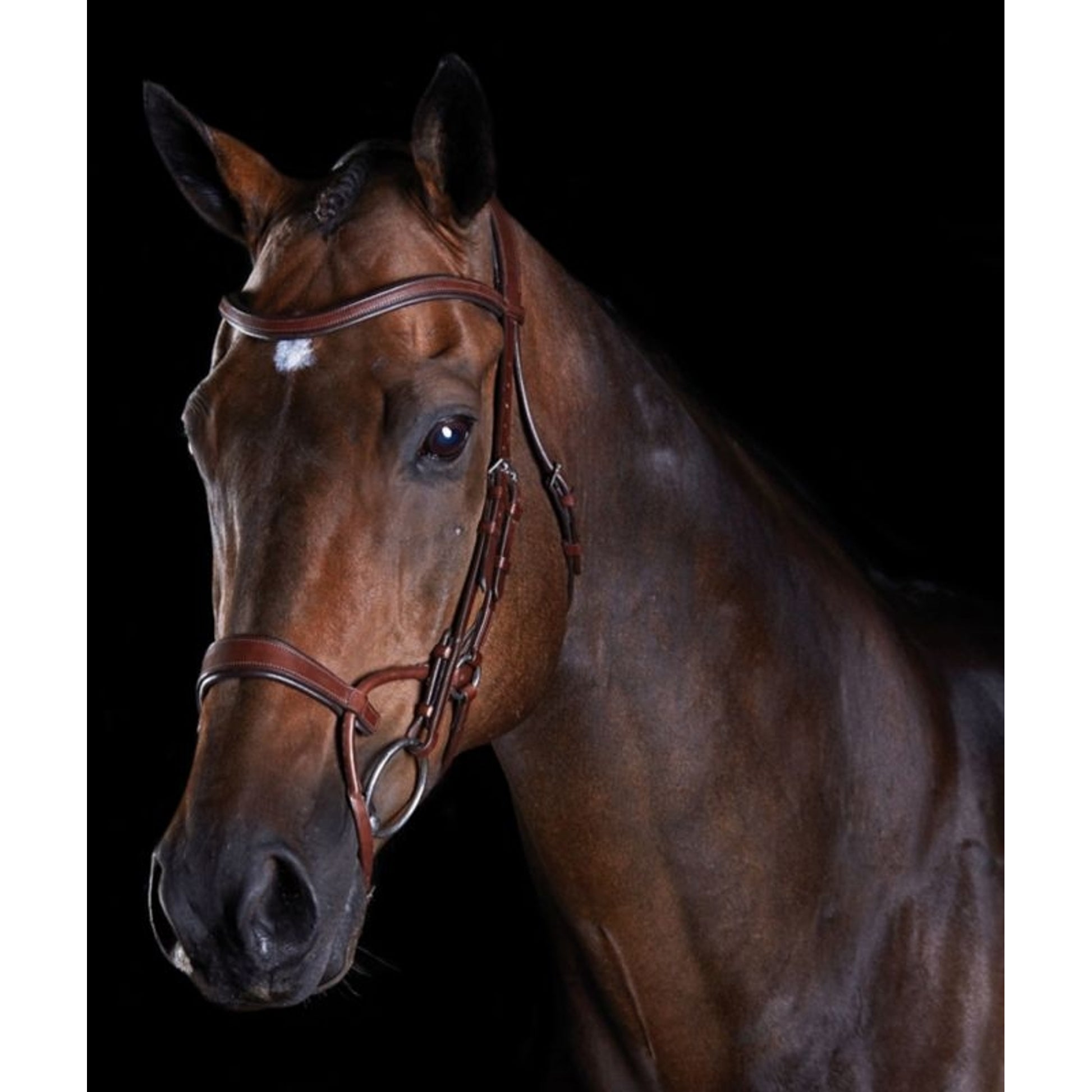Collegiate ComFiTec Training Bridle