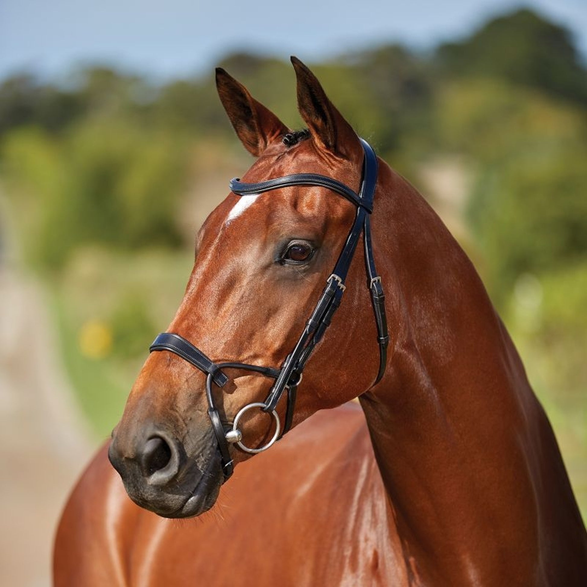 Collegiate ComFiTec Training Bridle