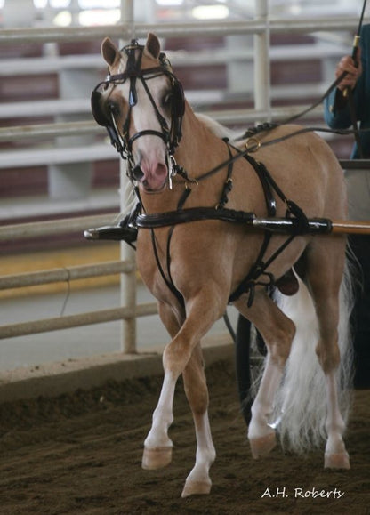 Ozark Mini Fancy Rolled Leather Harness