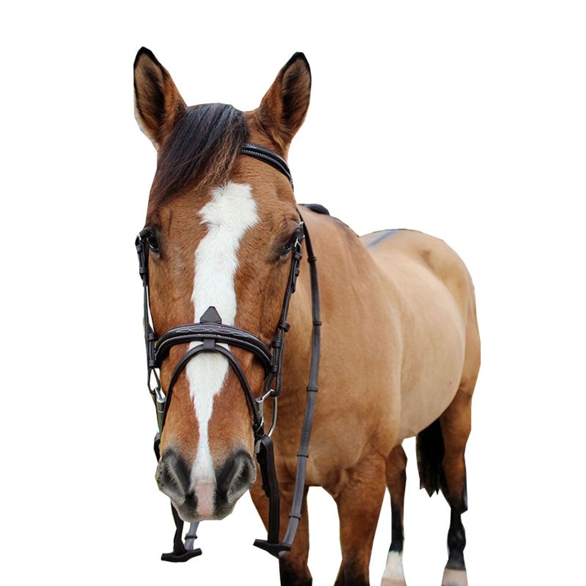 HDR Kushy Bridle with Flash Attachment