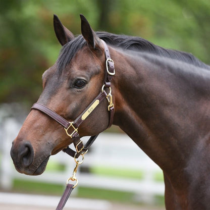 Perri's Personalized 1" Turnout Halter