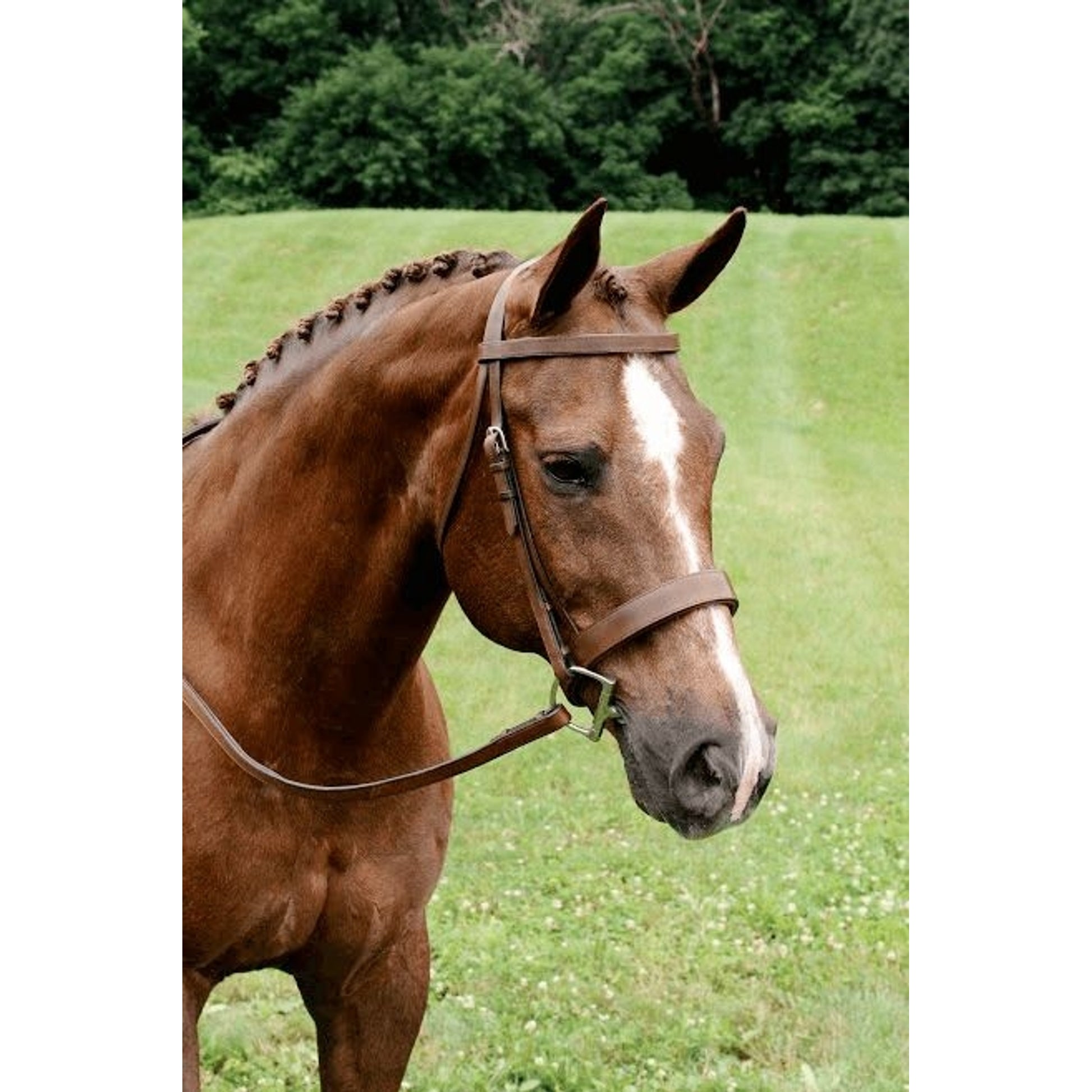 Arc de Triomphe Fox Hunt Bridle with Reins