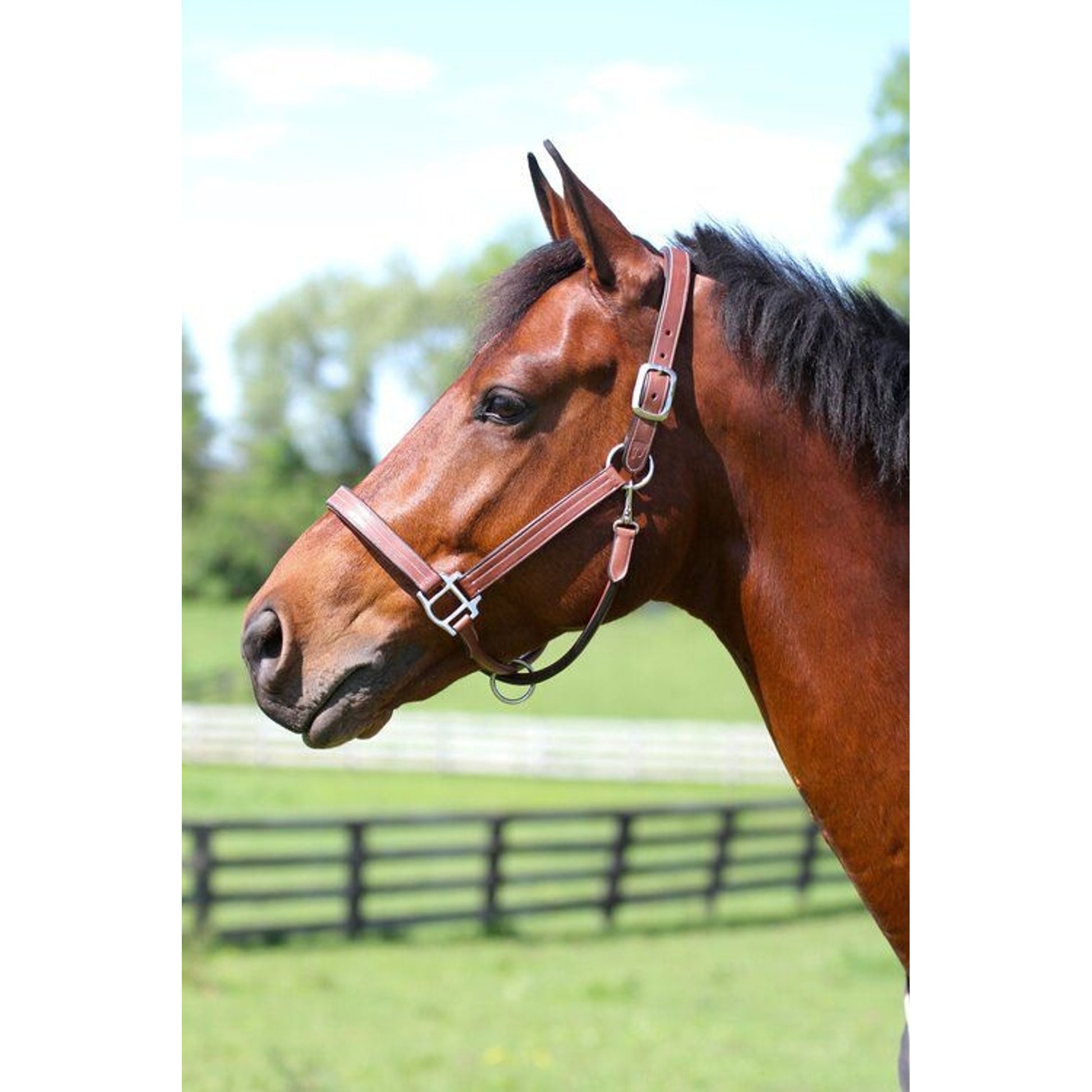 Arc de Triomphe Leather Halter