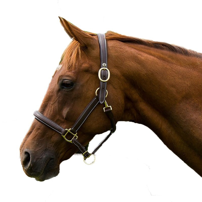 HDR Kushy Plain Raised Leather Halter