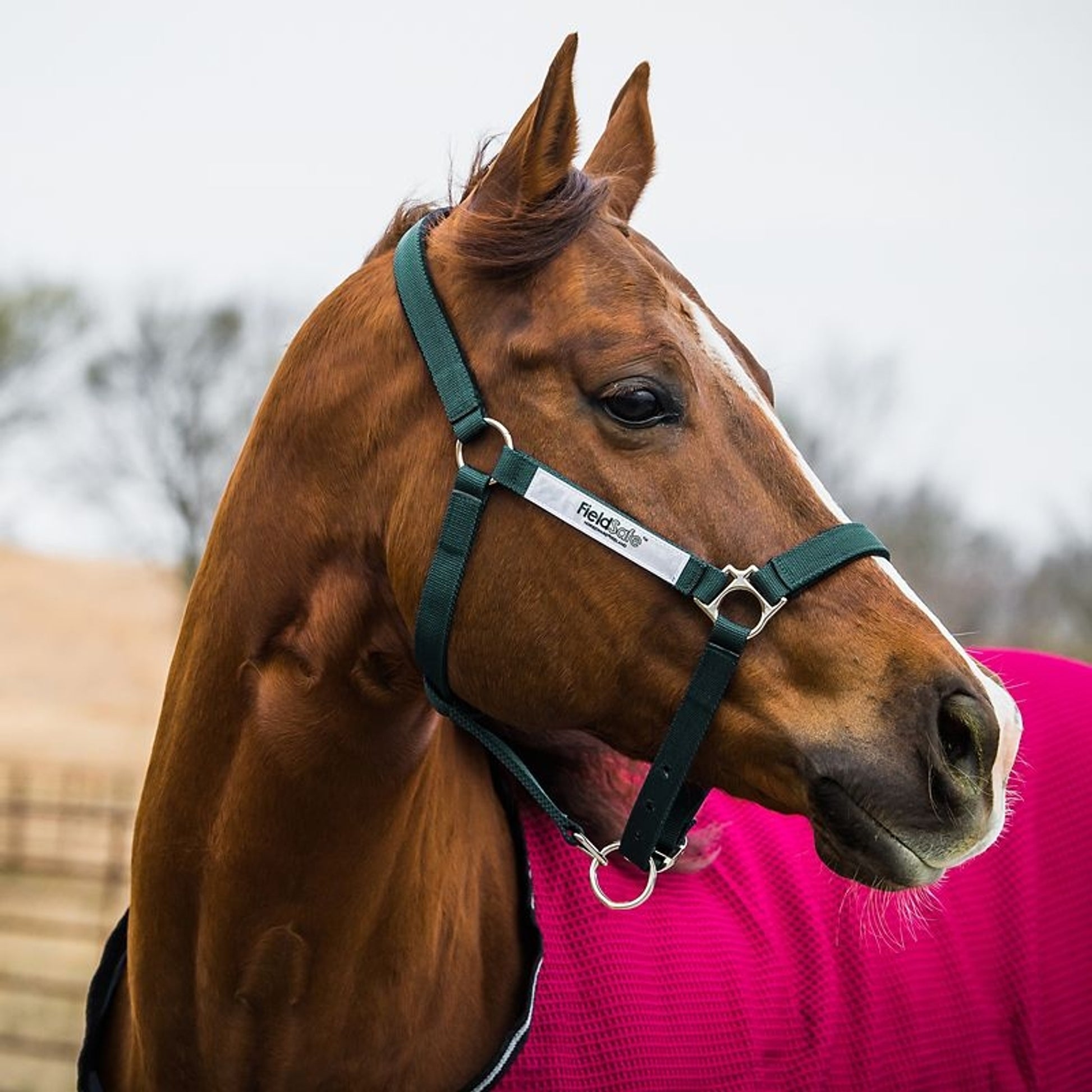 Rambo FIELDSAFE Safety Halter