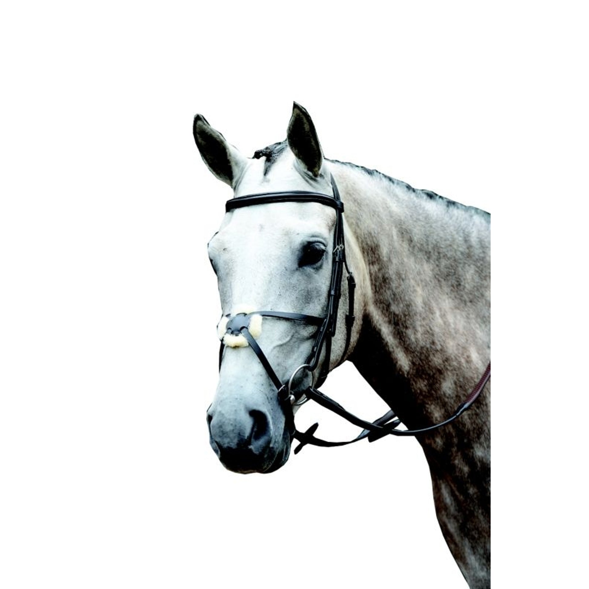 Collegiate Essential Figure 8 Bridle