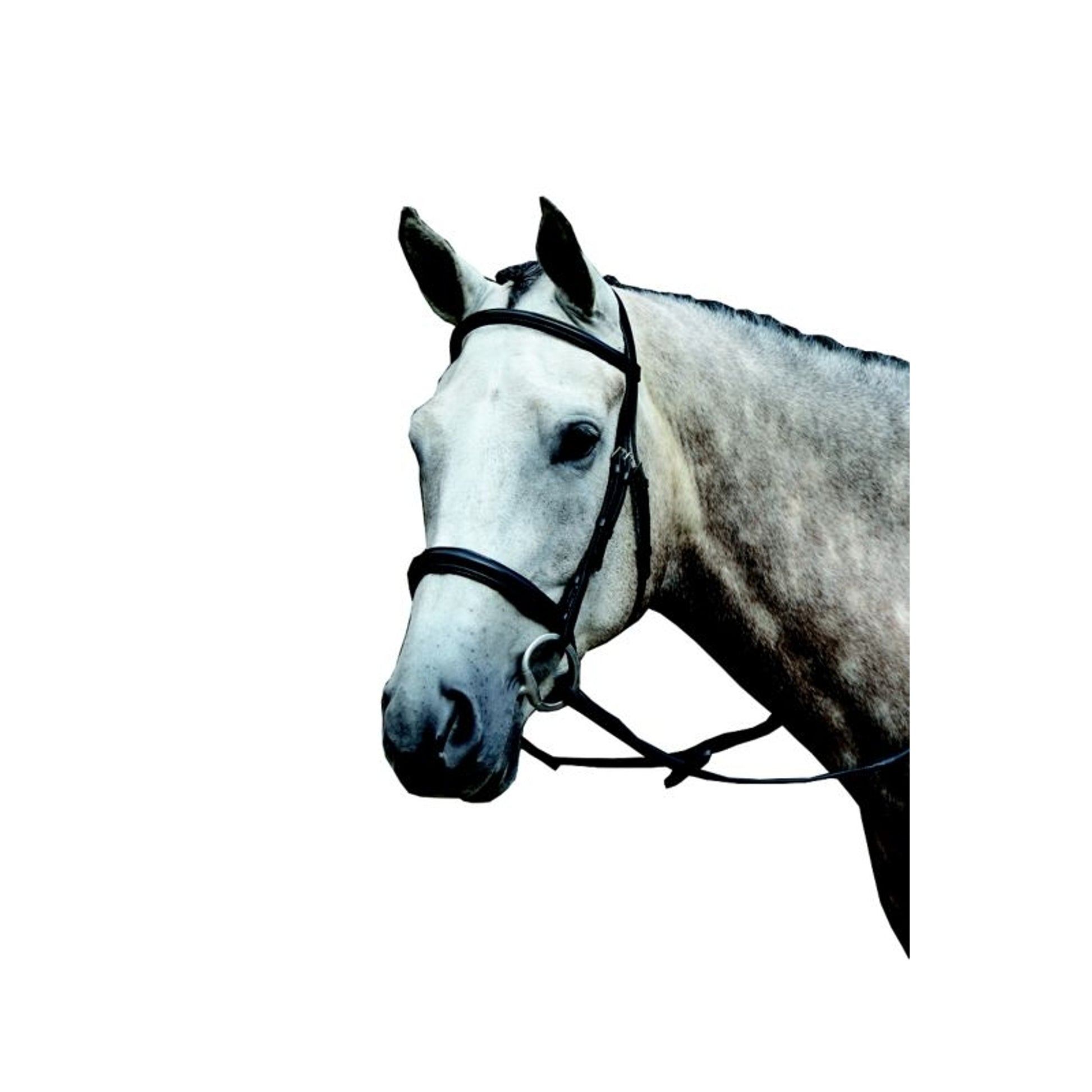 Collegiate Essential Cavesson Bridle