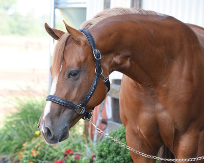 Perris Blue Pearl Bling Padded Halter