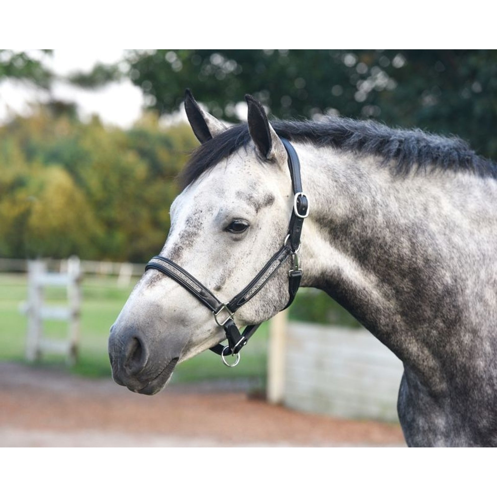 Perris Silver Bling Padded Halter