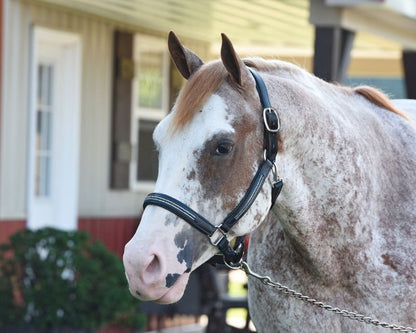 Perris Multi Bling Padded Halter