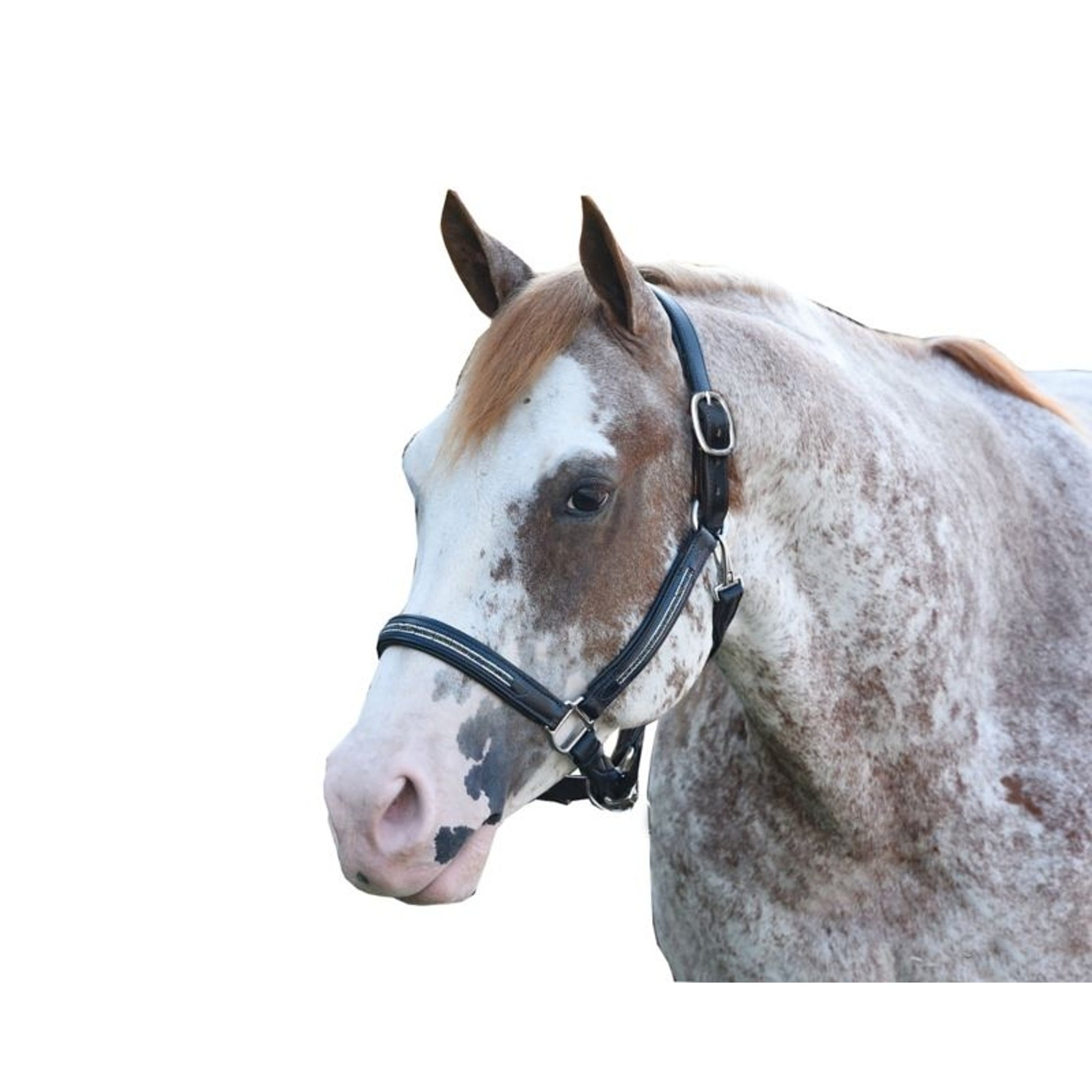 Perris Multi Bling Padded Halter