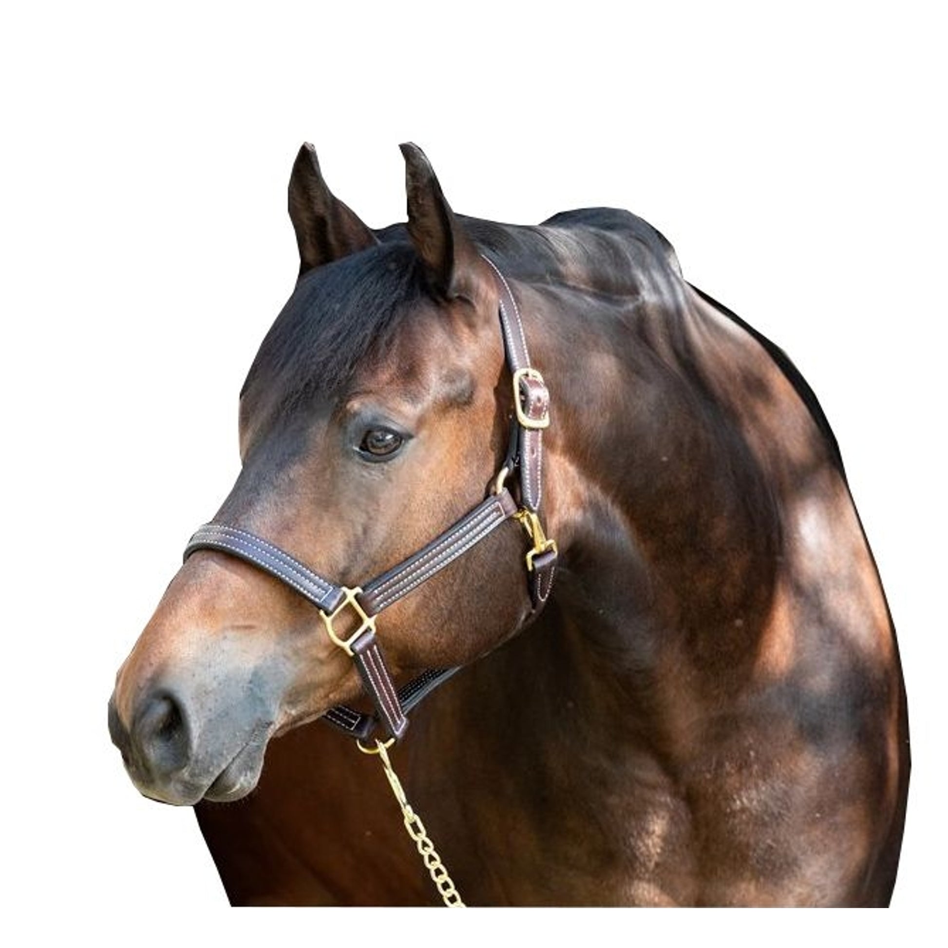 Perris Professional Show Halter