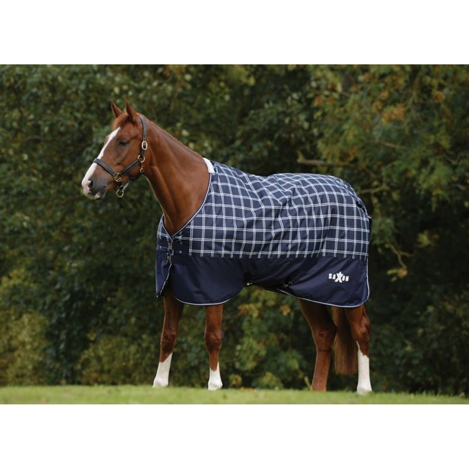 Saxon Defiant 600D Blanket Medium