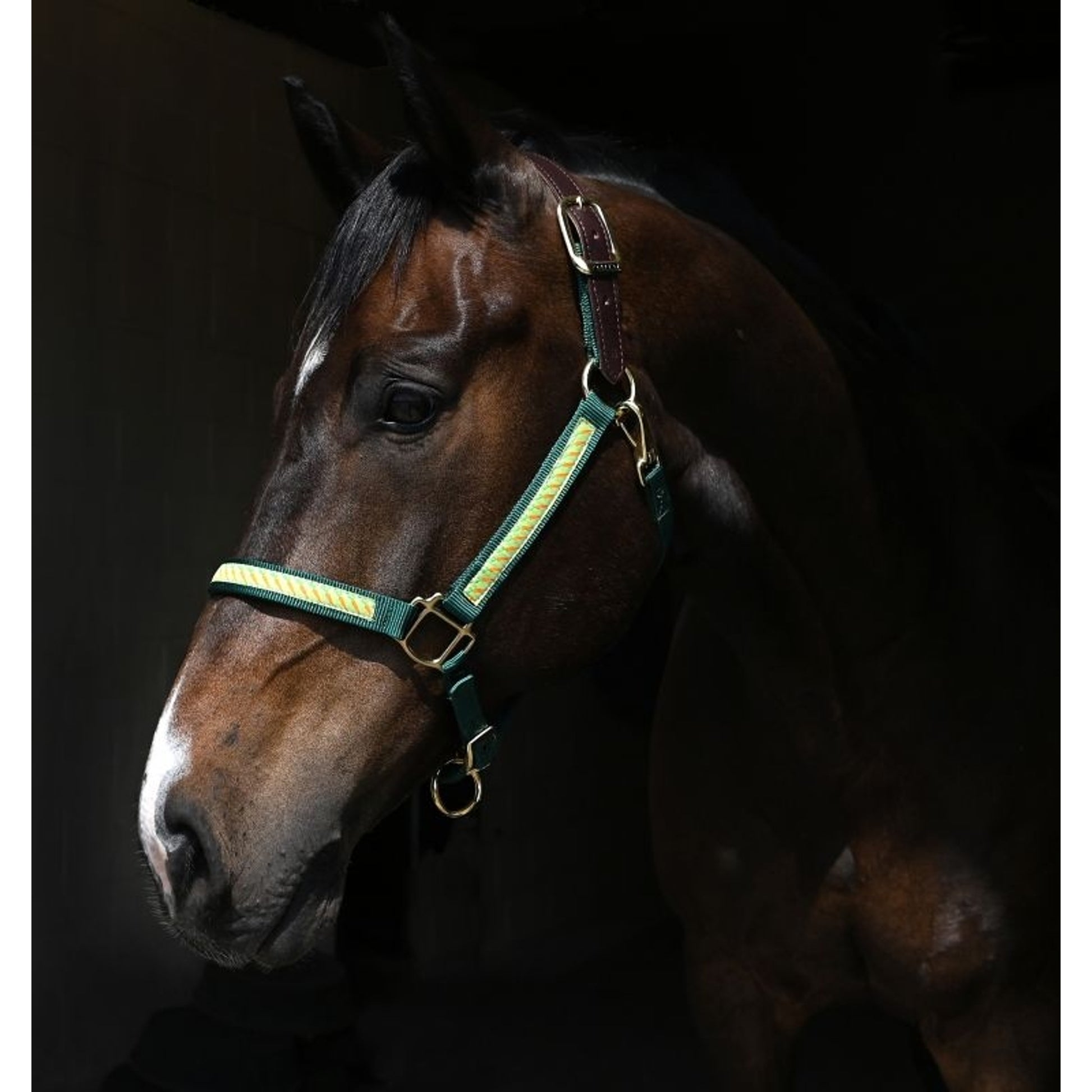 Perris Exclusive Safety Halter
