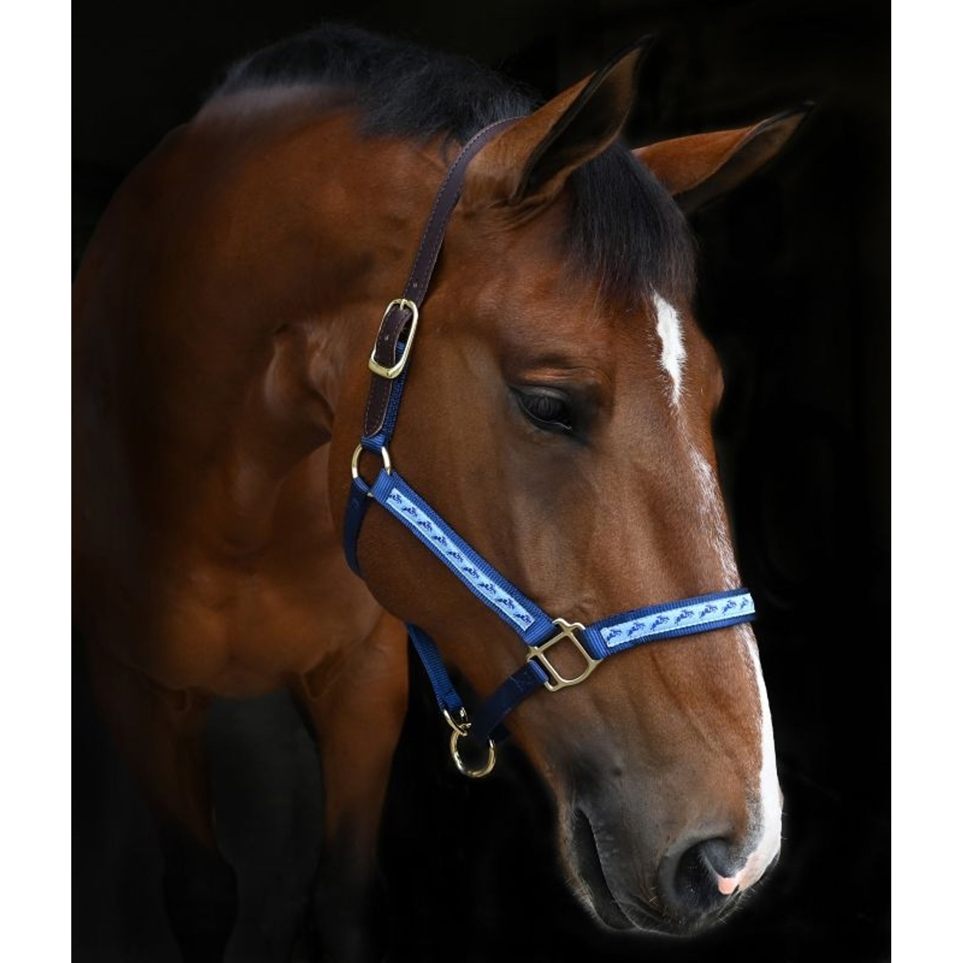 Perris Exclusive Safety Halter