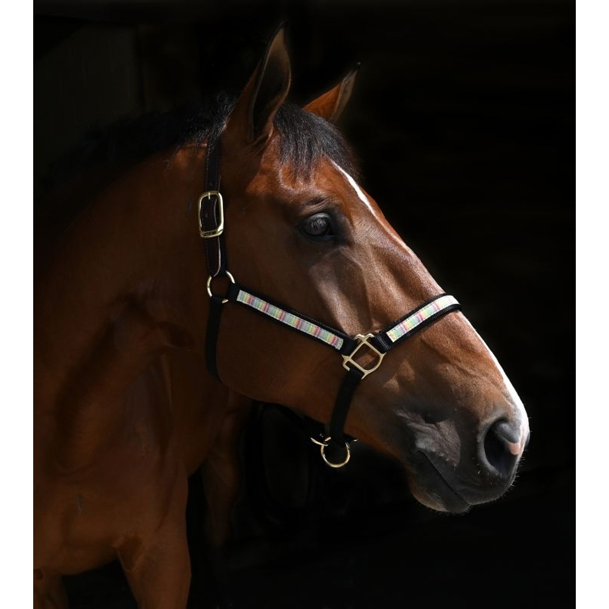 Perris Exclusive Safety Halter