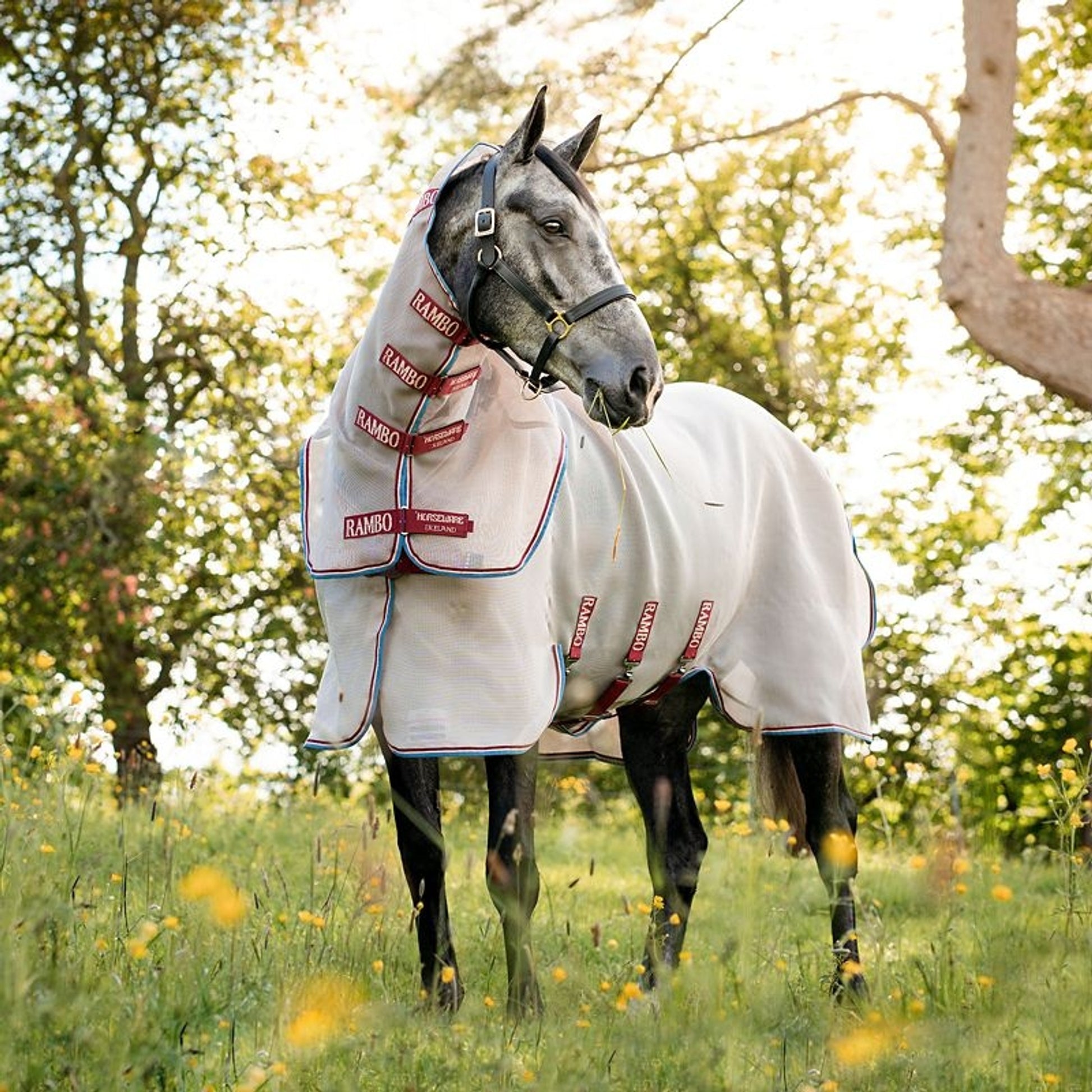 Amigo Summer Sheet Plus