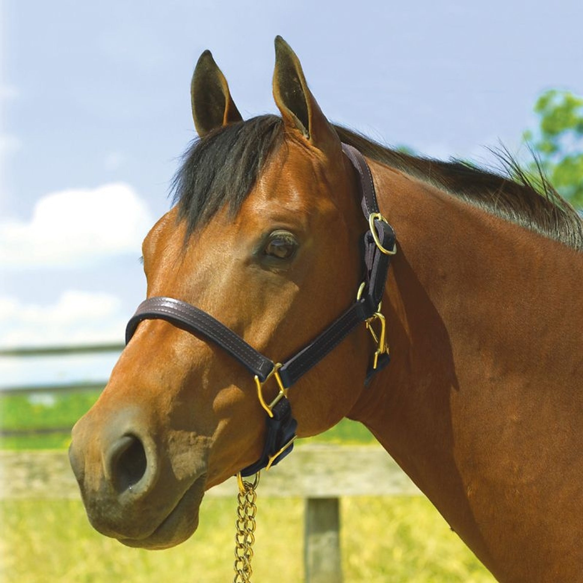 Perris Leather Show Halter