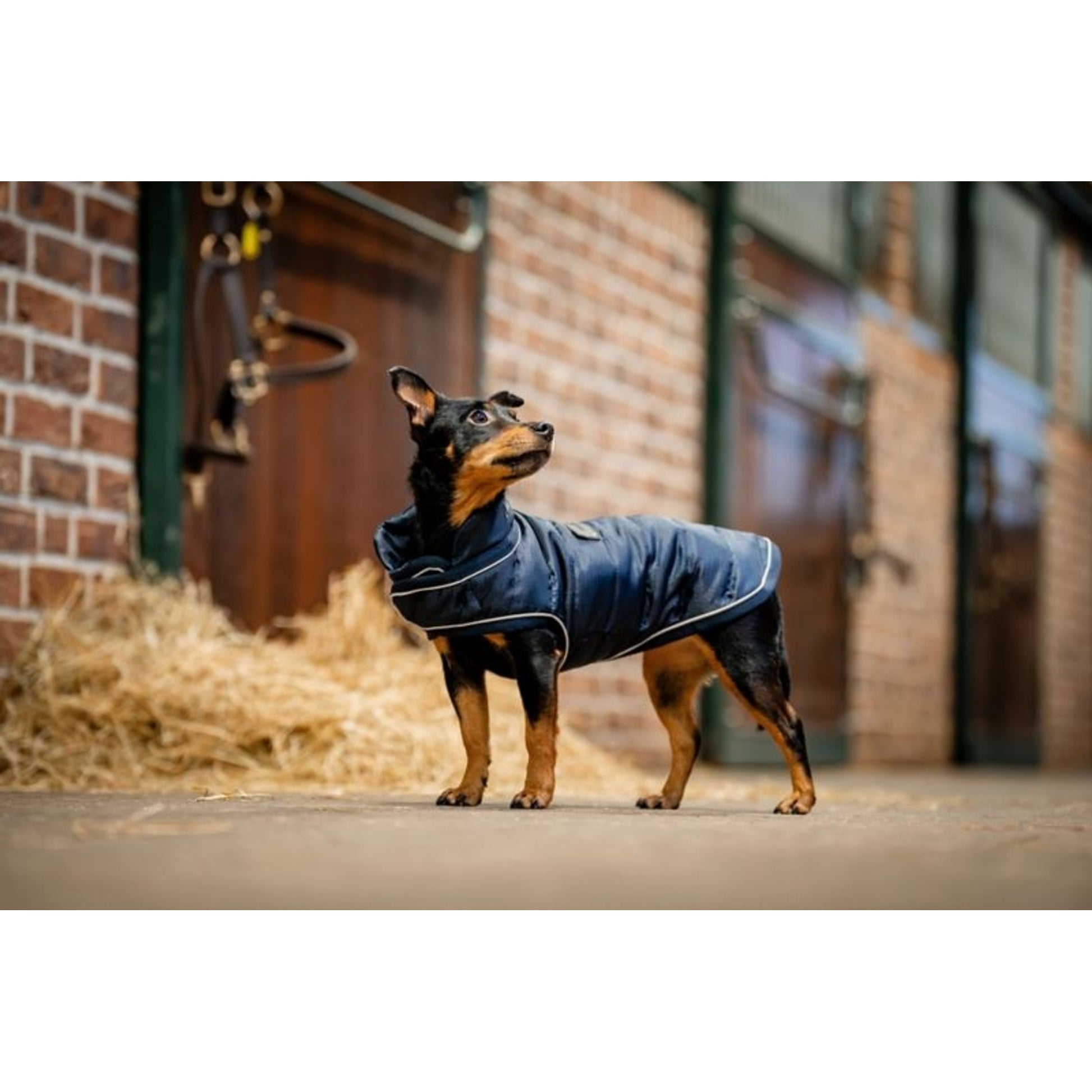 Horseware Signature Dog Blanket