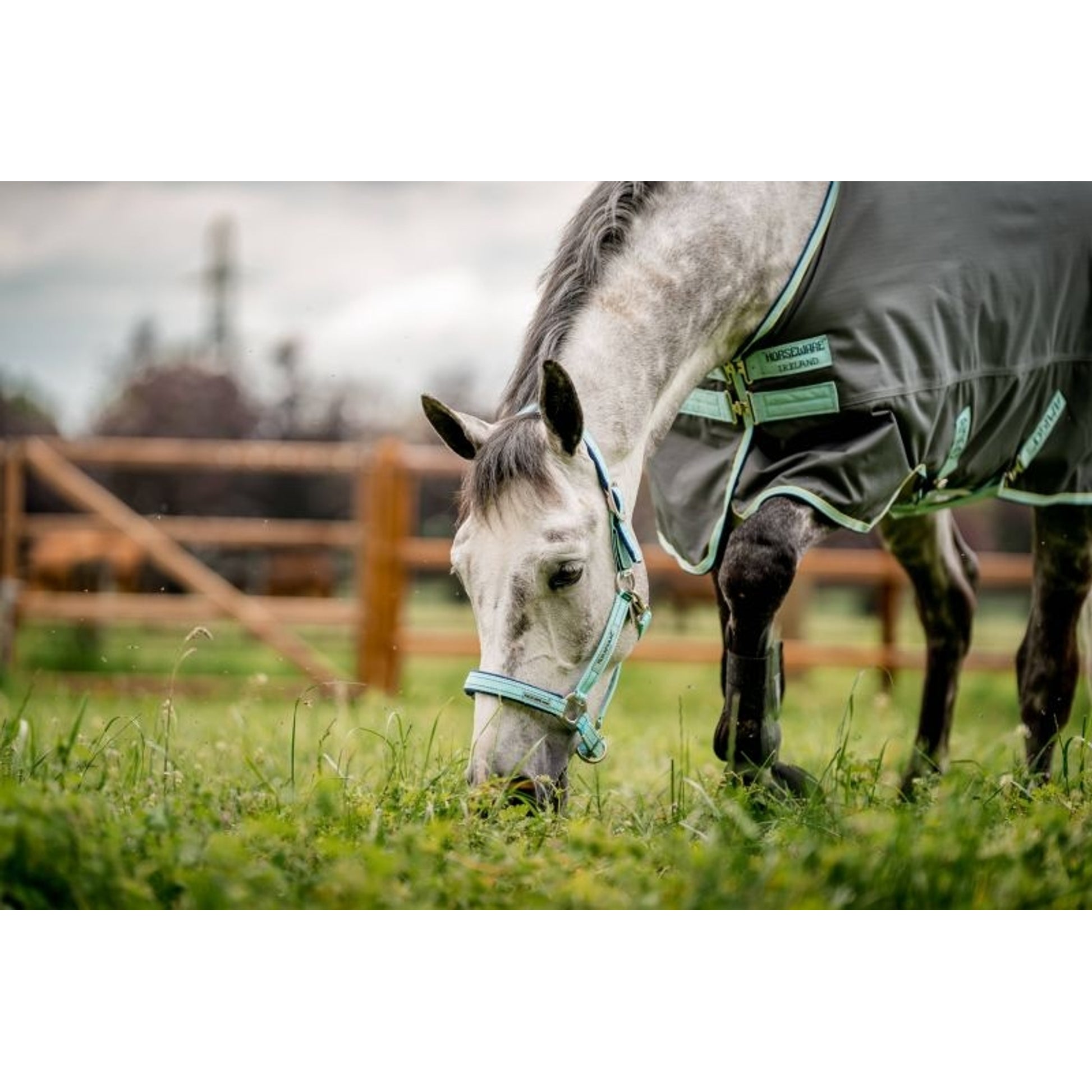 Rambo FIELDSAFE Safety Halter Horse Blue Haze