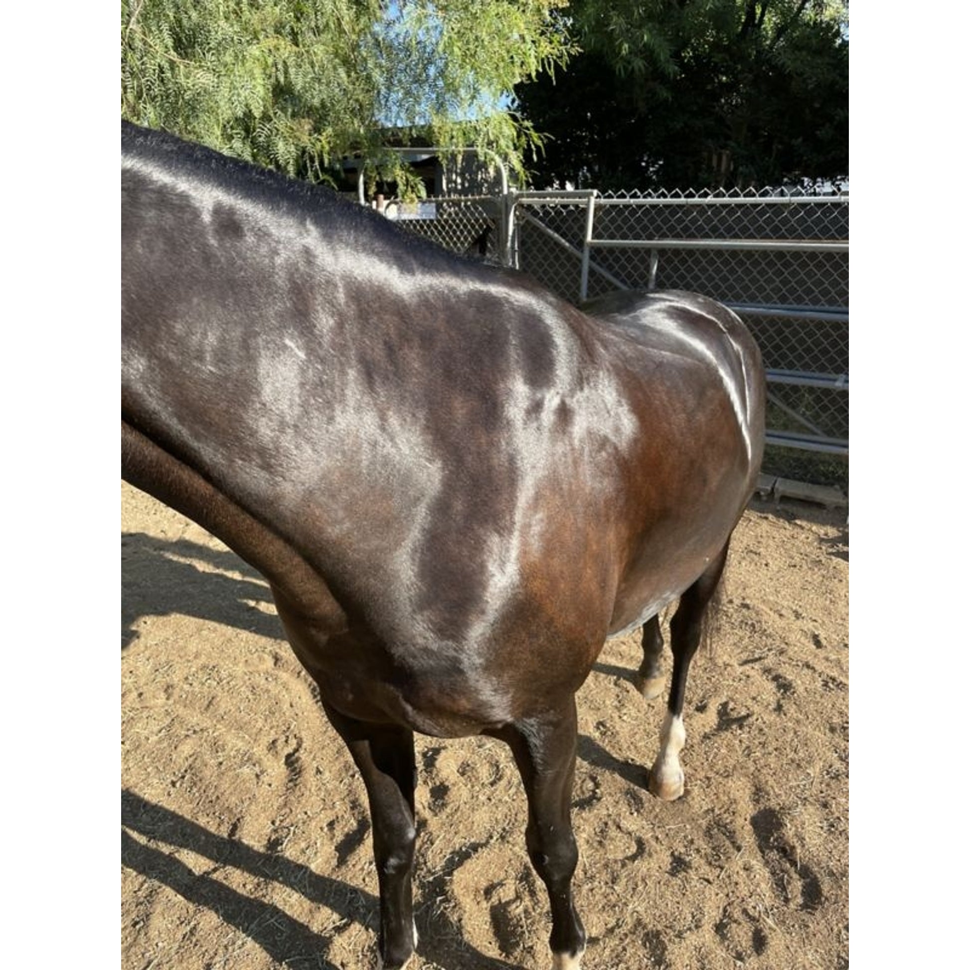 Kensington Bex Bar Shampoo