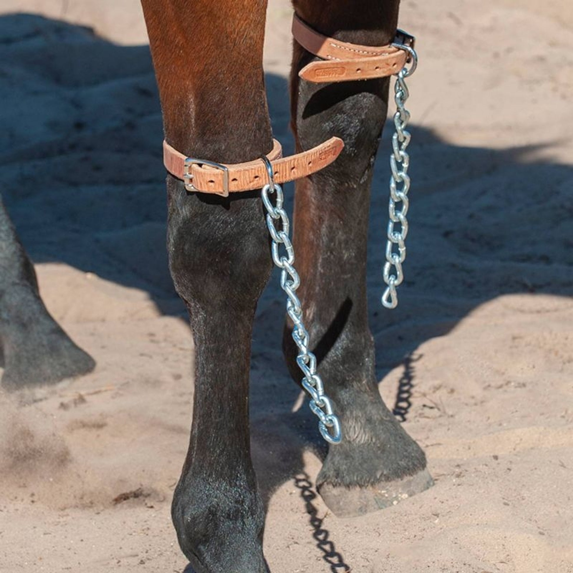Martin Saddlery Above the Knee Pawing Chains Herma