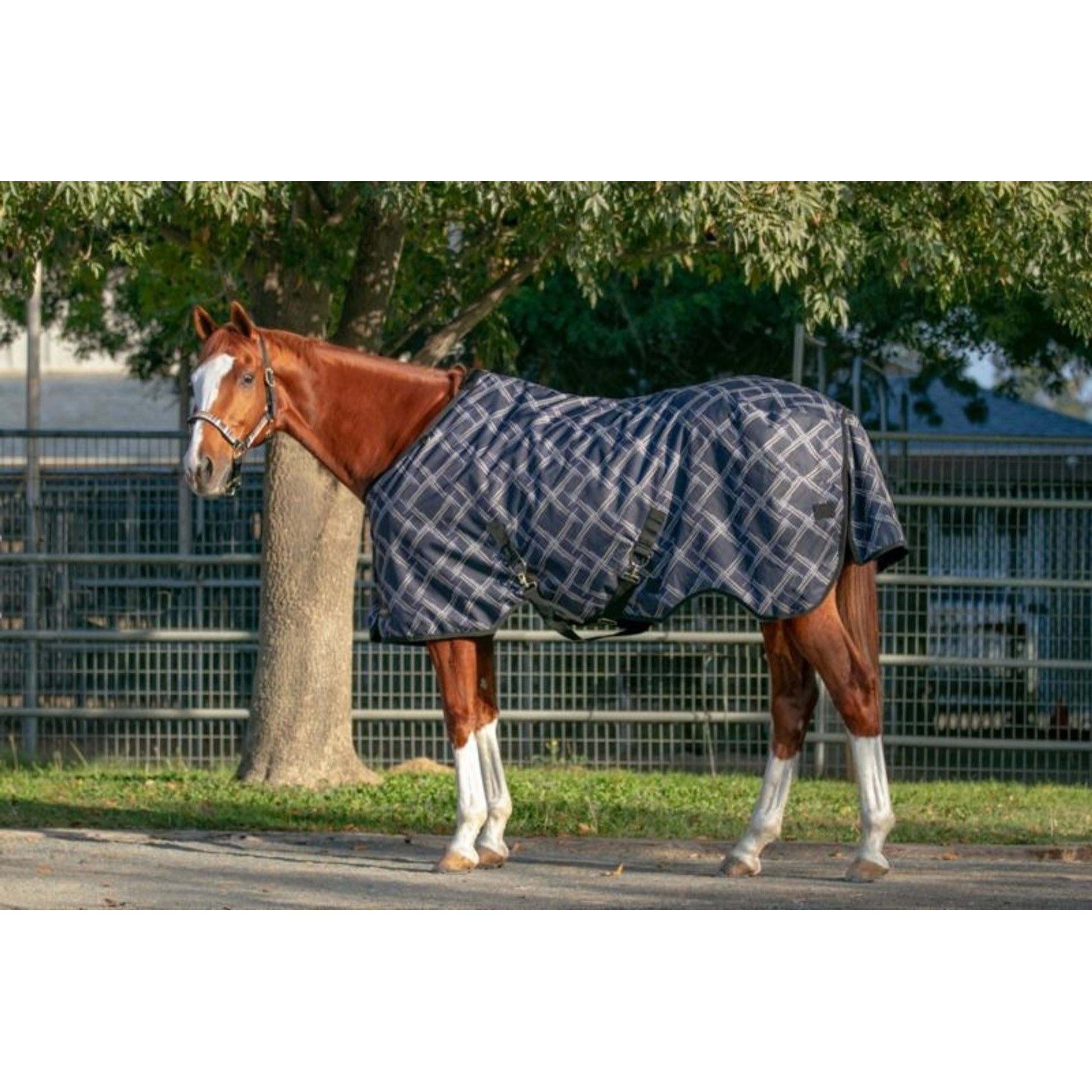 Legends Mini Boar Bristle Show Brush 4 1/2in Black
