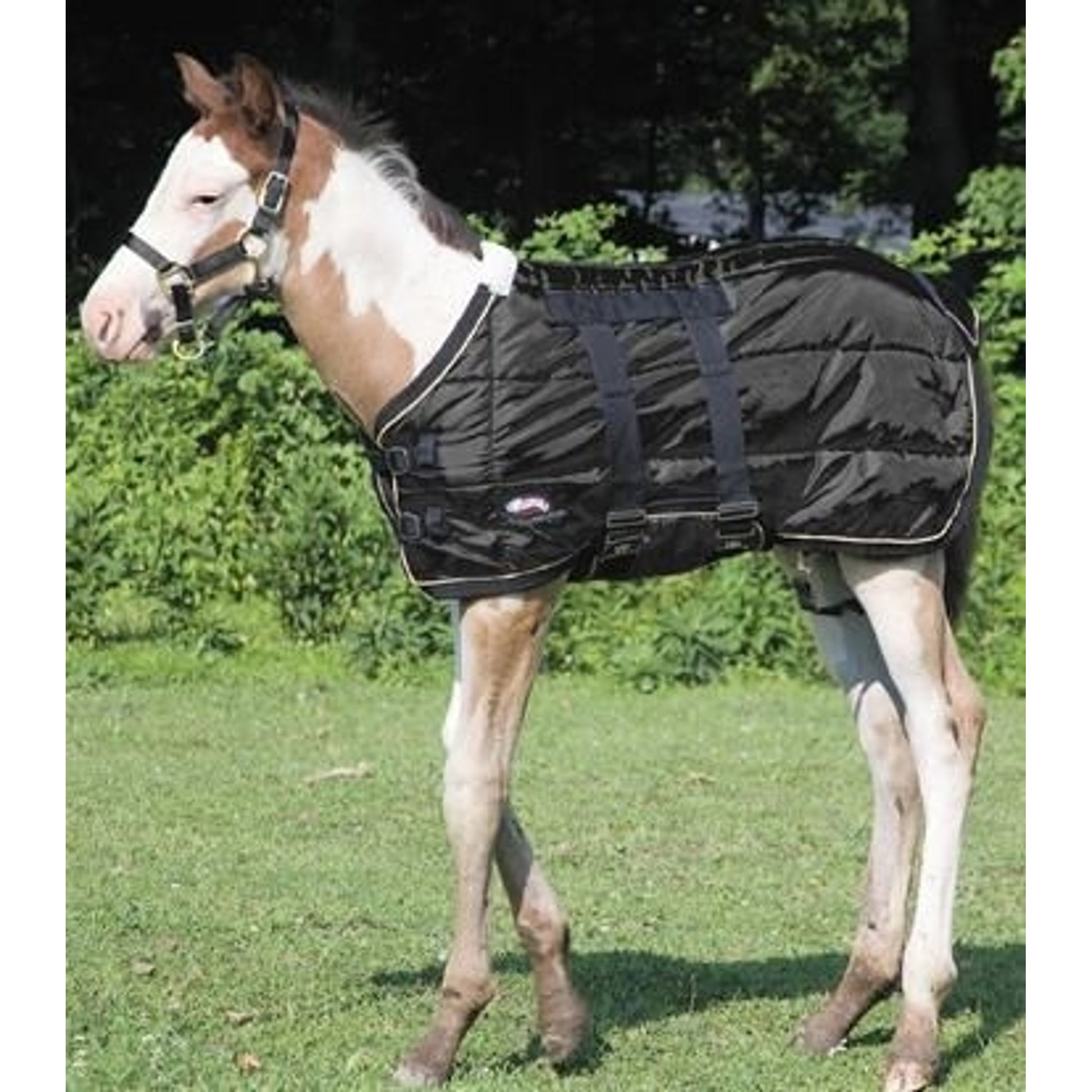 Weaver 420D Foal Stable Blanket 39 Black