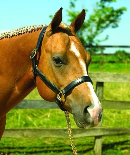 Perri's Soft Padded Leather Halter