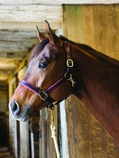 Perri's Soft Padded Leather Halter