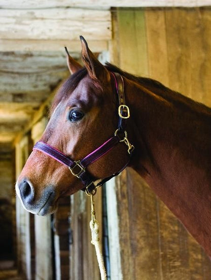 Perri's Soft Padded Leather Halter