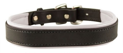 Perris Padded Leather Dog Collar