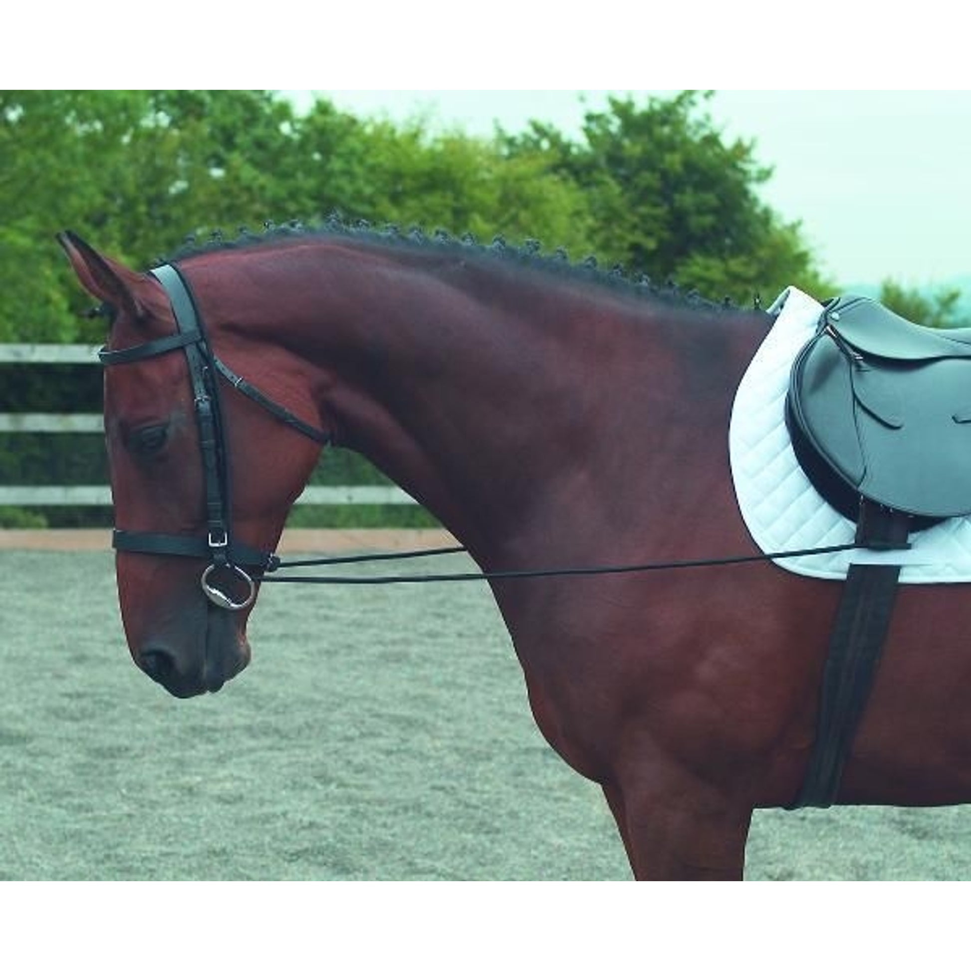 Elastic Training Rein 125 Black