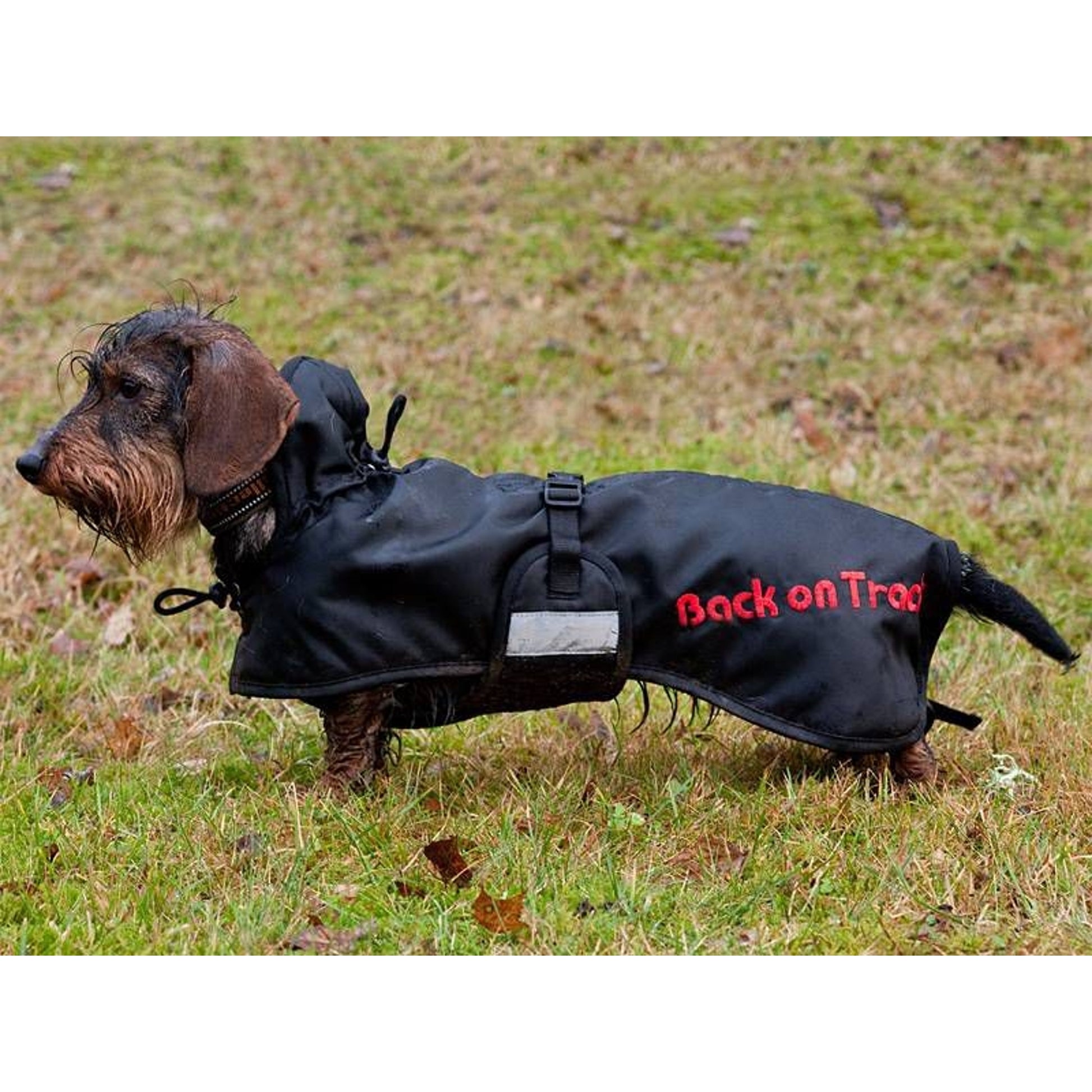 Back On Track Dachshund Regular Dog Blanket