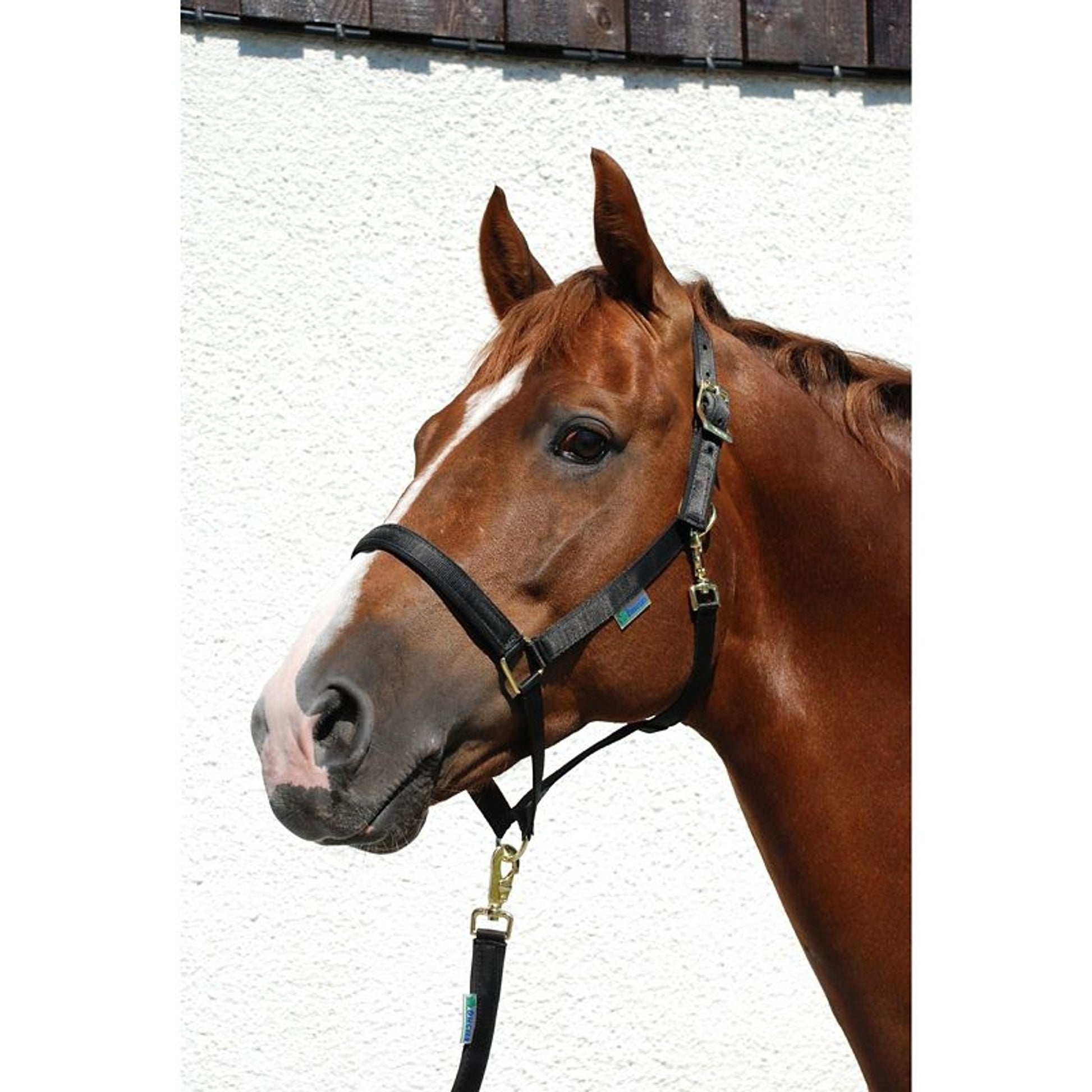 Bucas Dublin Halter Cob Black