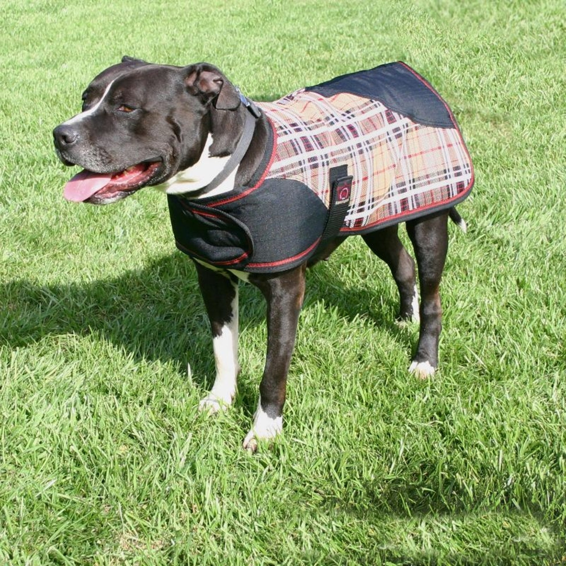 Kensington Plaid Dog Coat